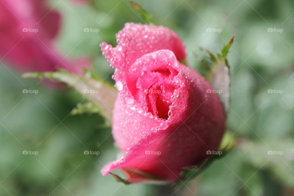 rose with waterdrops