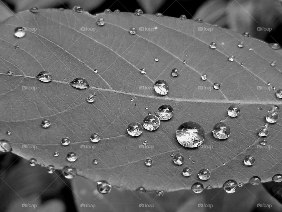 Raindrops on the leaf.