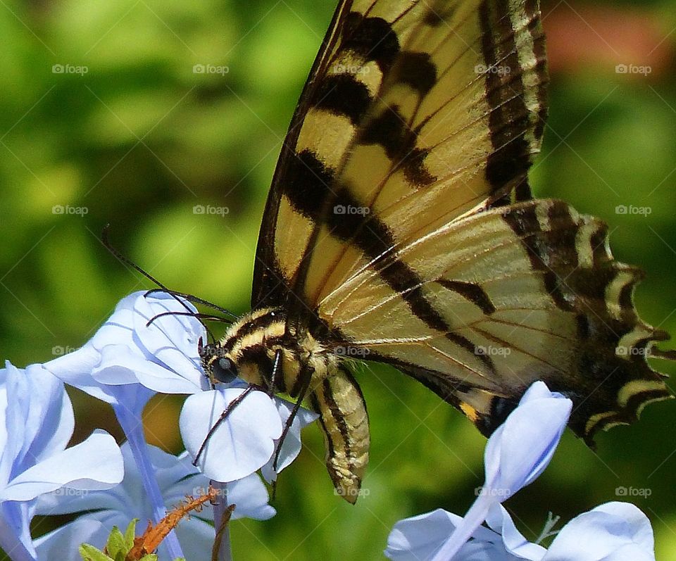 Swallowtail butterfly on blue flowers