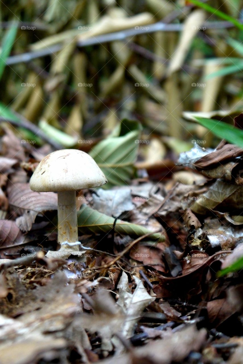 White mushroom in a forest