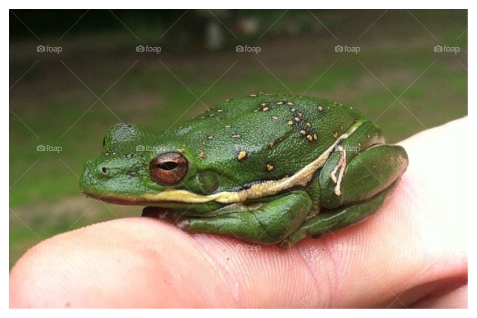 Just chillin'. Green tree frog 