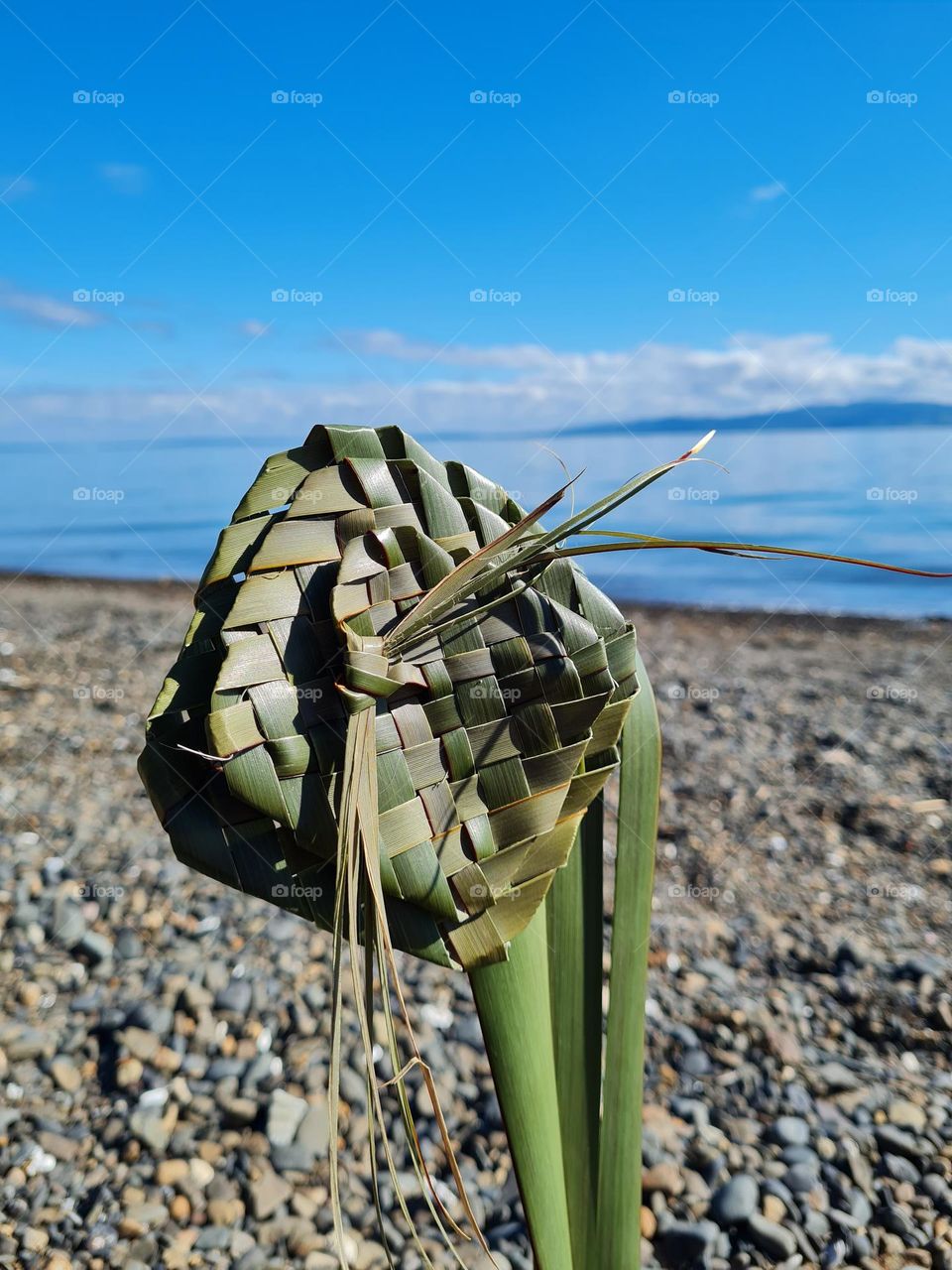 flax flower beach