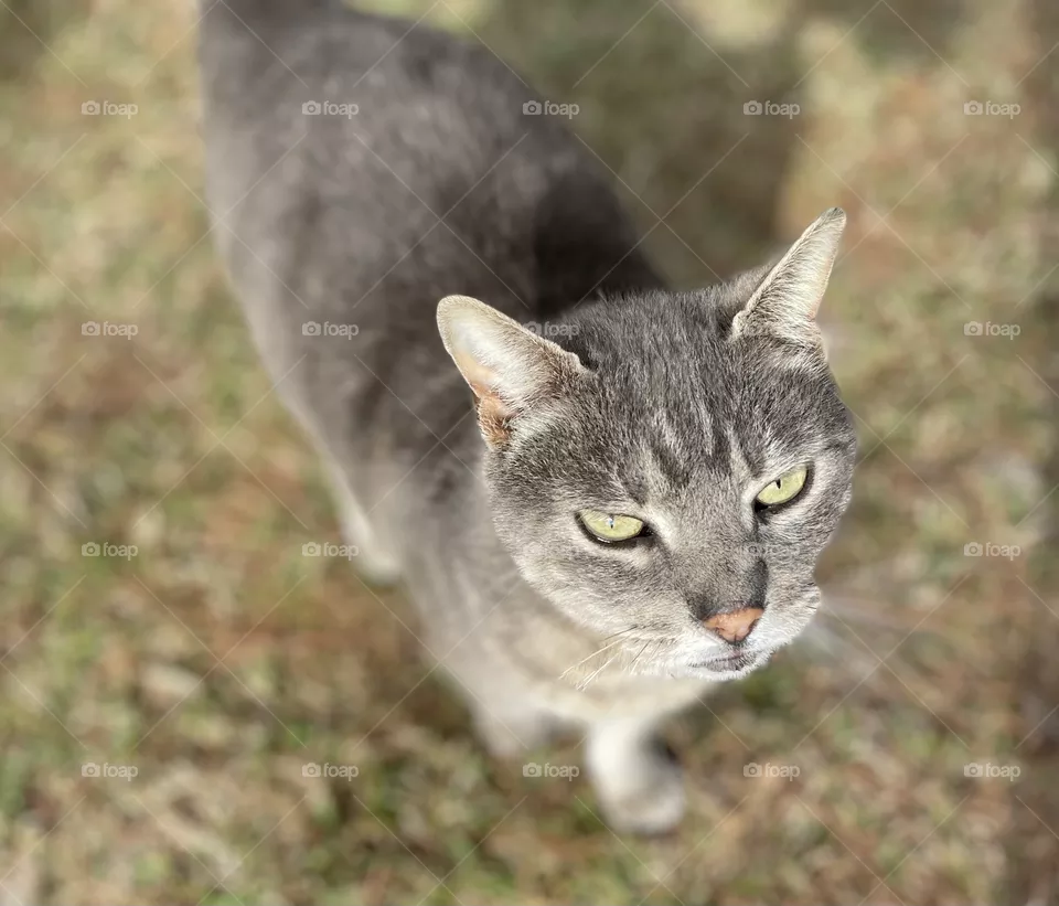 Katy Kitty Adopted 