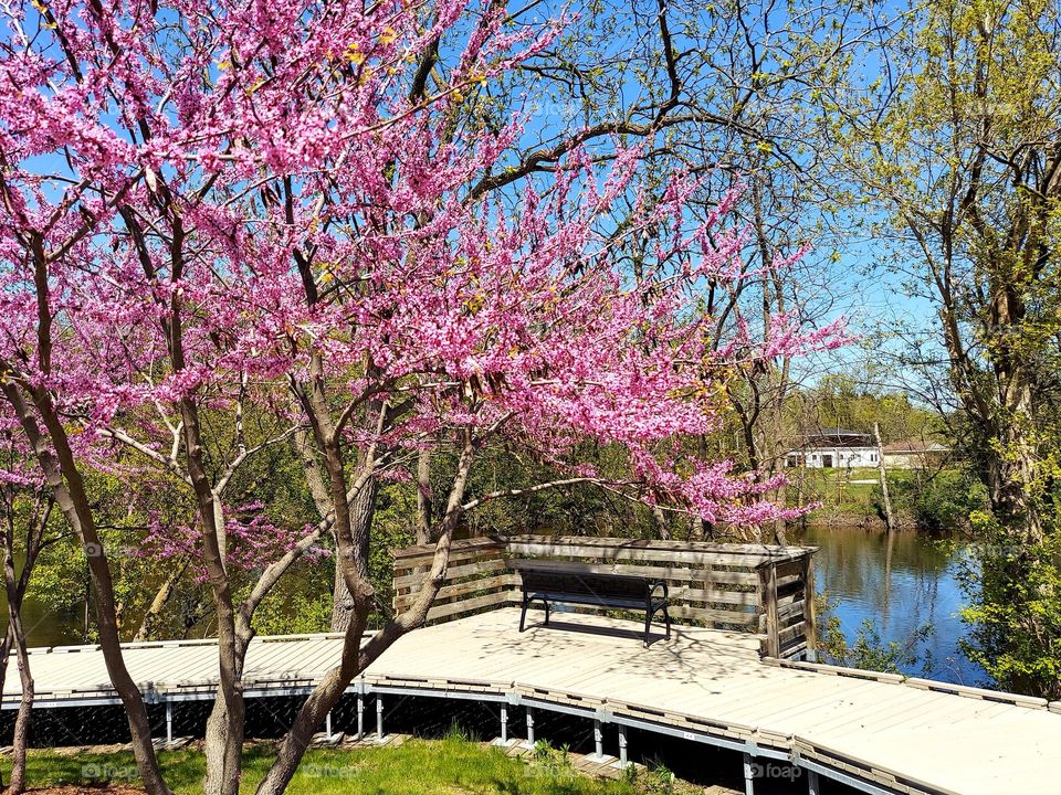 Park Bench by River