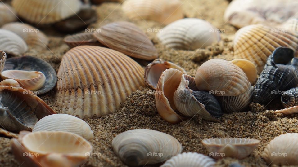 Sea shells