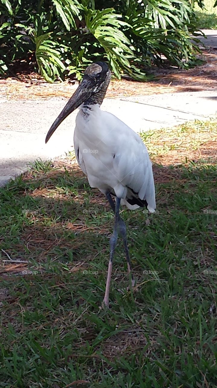 this Wood Stork along with several others spend their mornings near a lake where I live. they are quite curious.