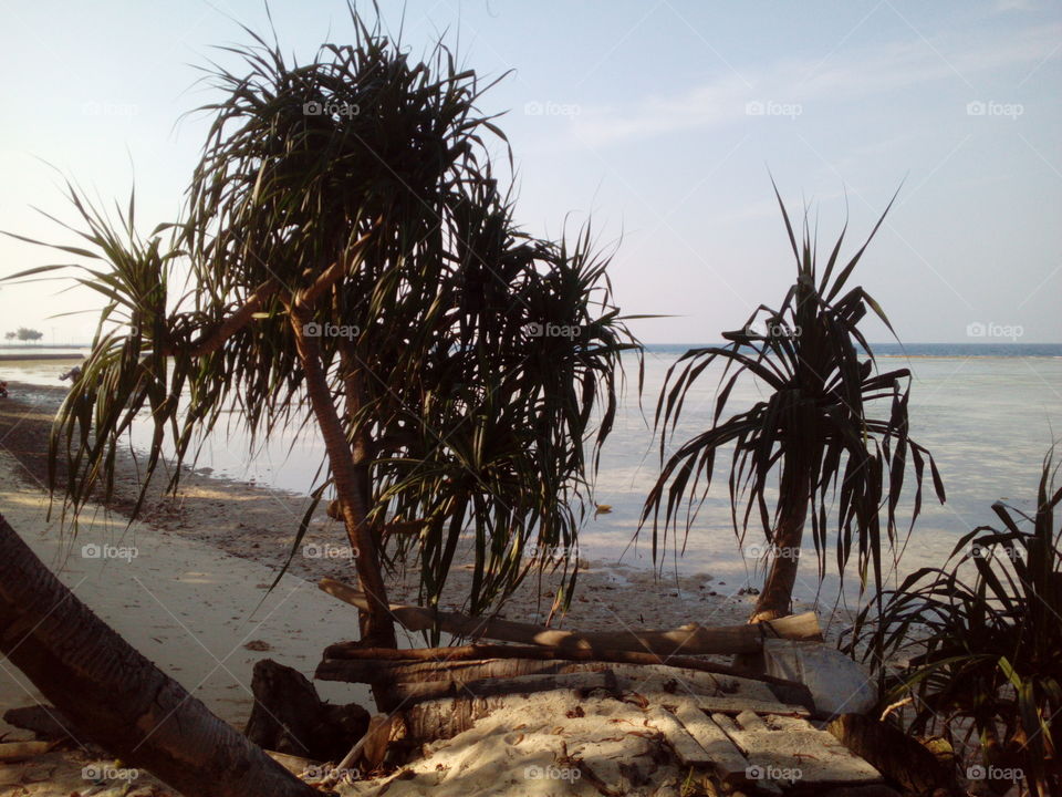 Palm Trees on the beach