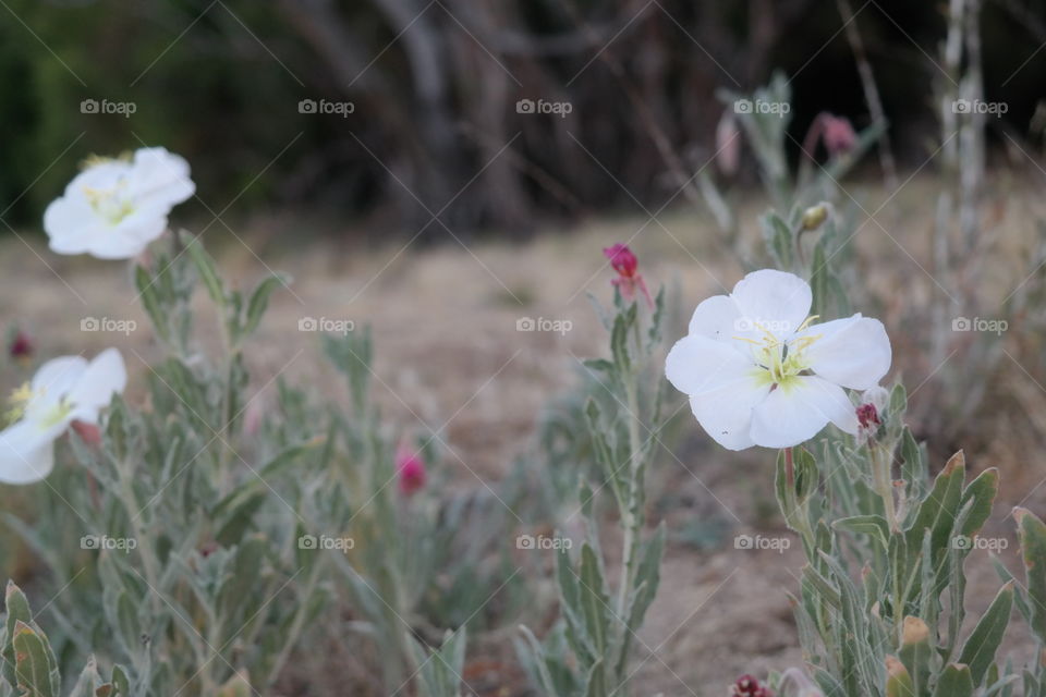 desert wildflowers. flowers growing in the Anza Borrego desert