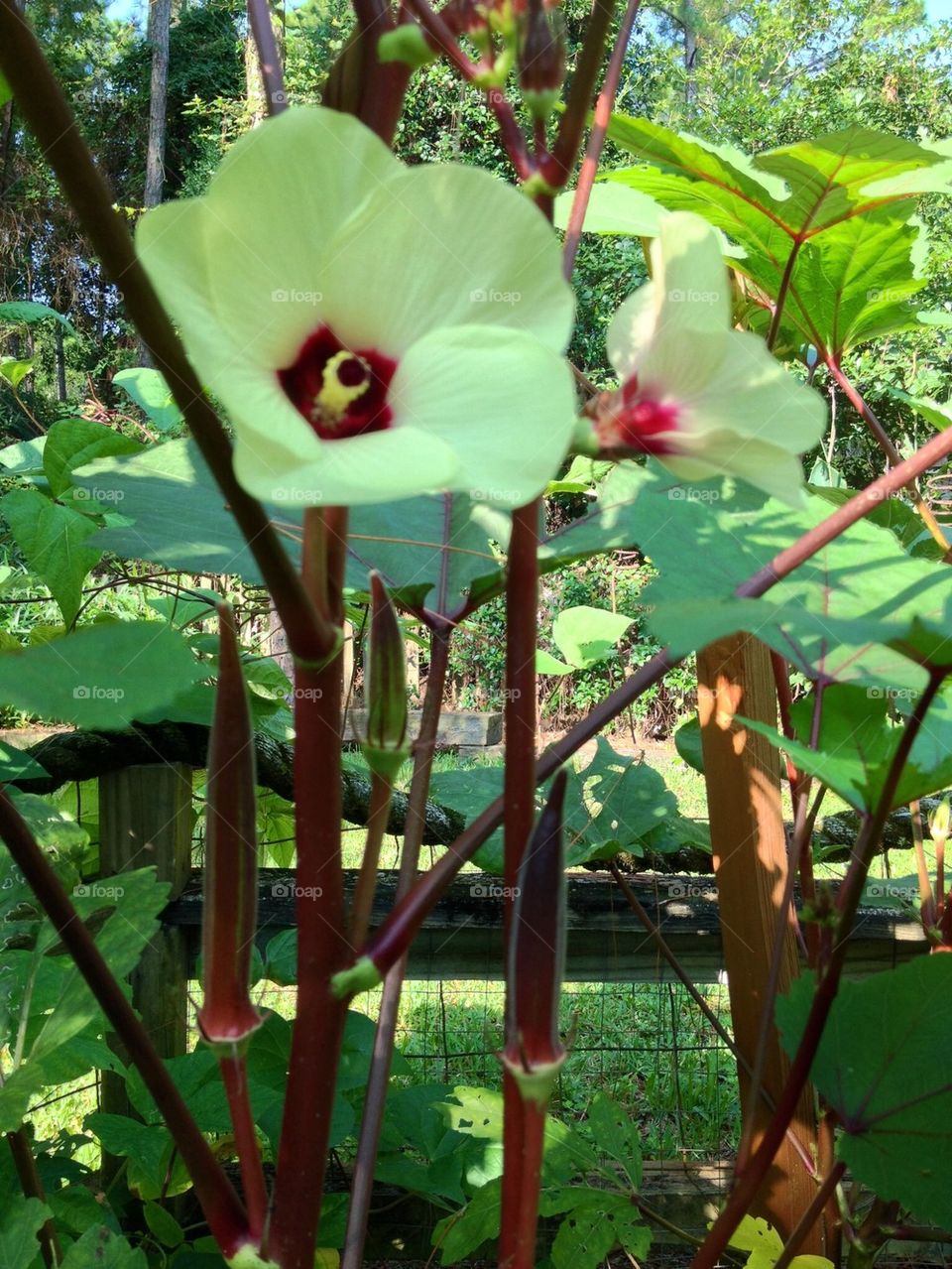 Purple okra . This is my sons okra garden in full bloom