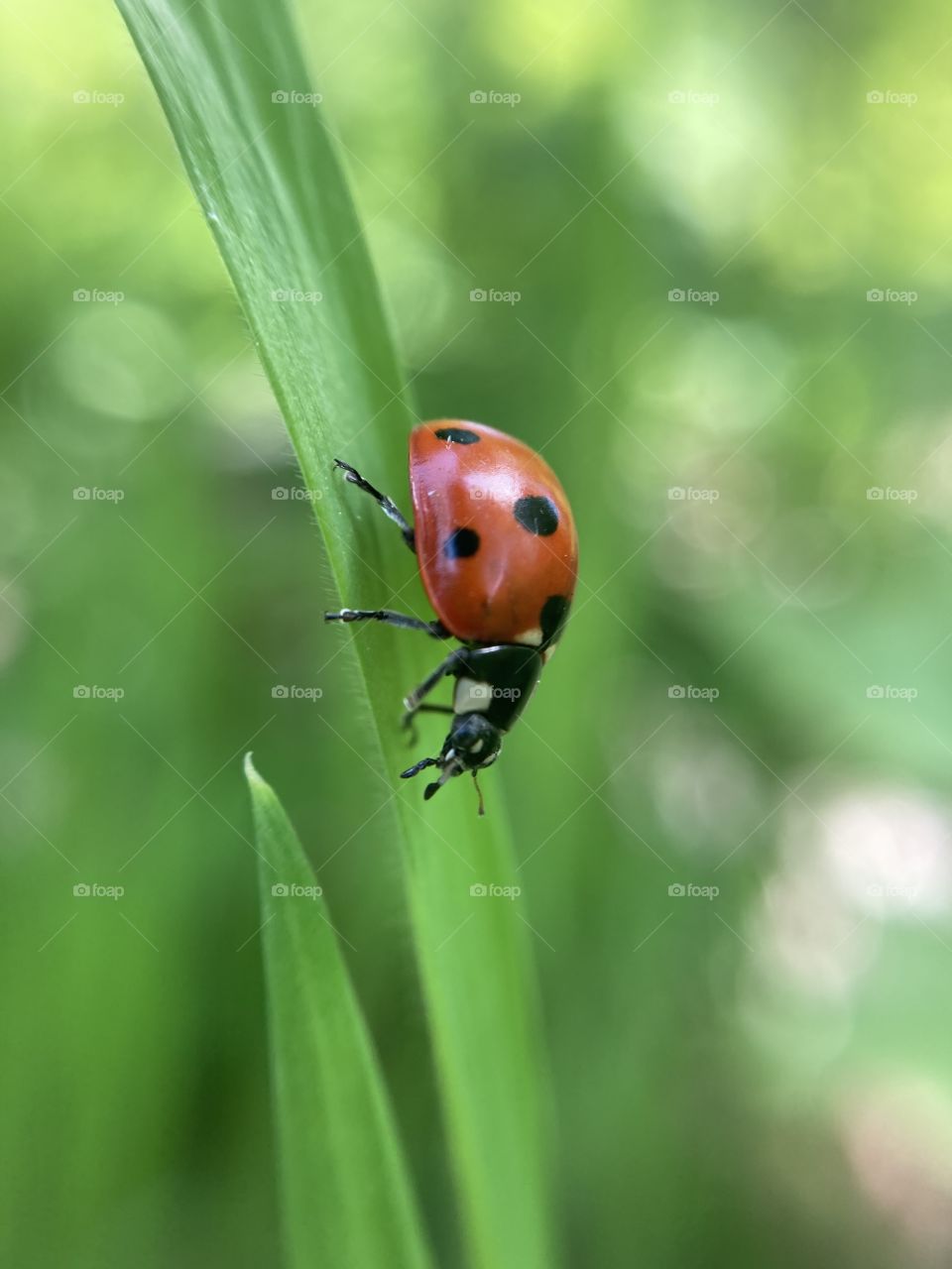 ladybug