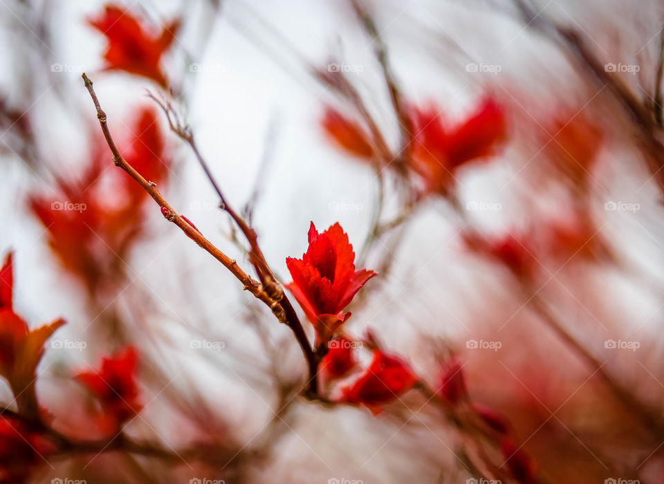 New leaves on a bush in spring