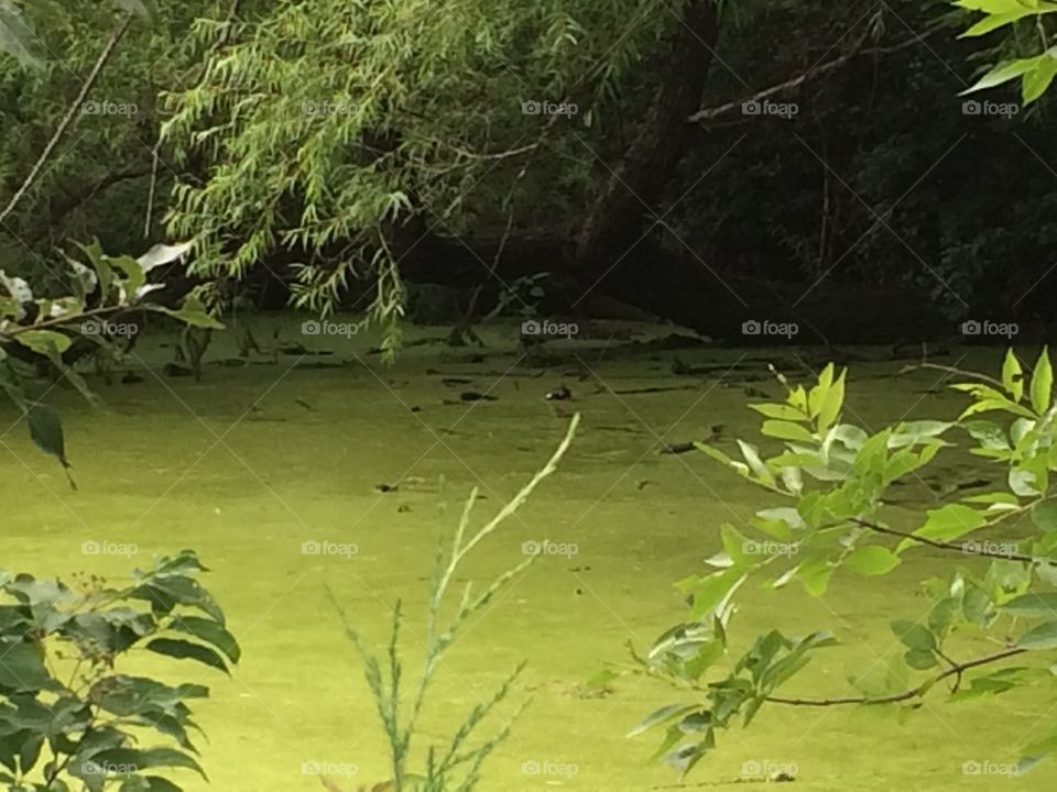 Emerald Pond