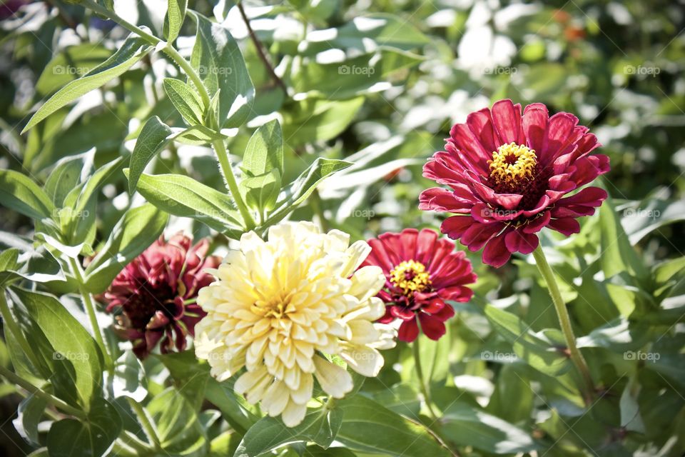 Butterfly garden wildflowers 