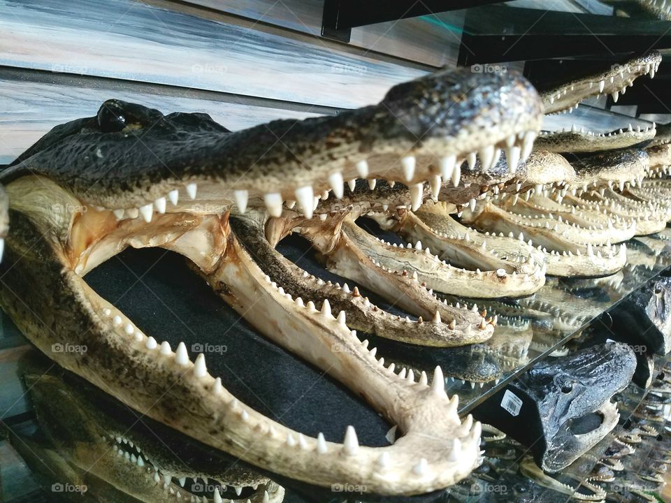 Gator Faces