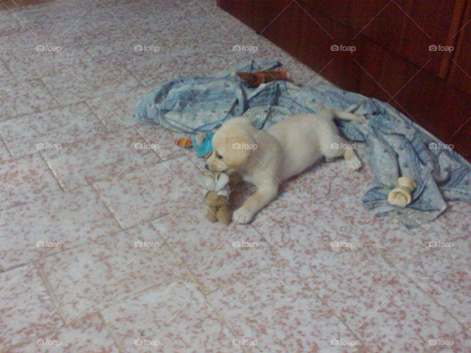 ternura de perro# dog cuteness