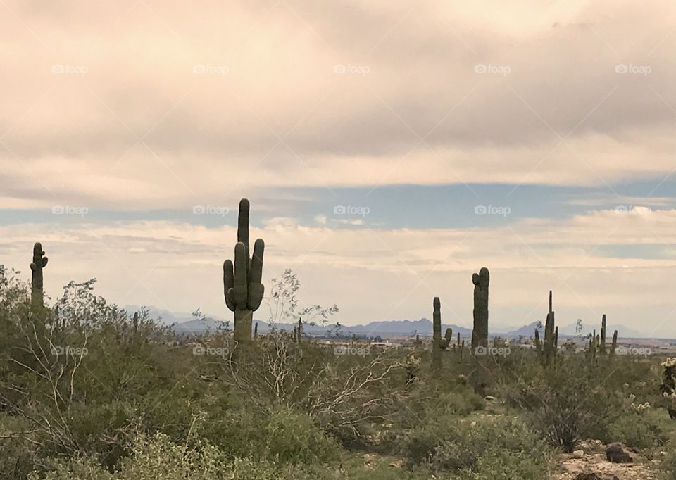 Cacti and Clouds