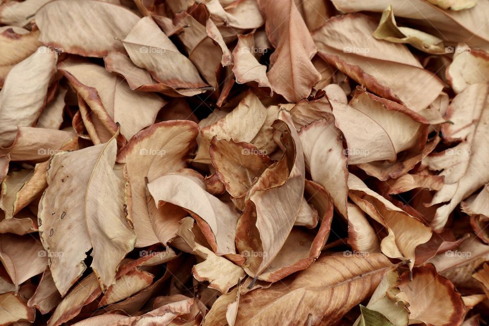 Fall leaves on the ground 