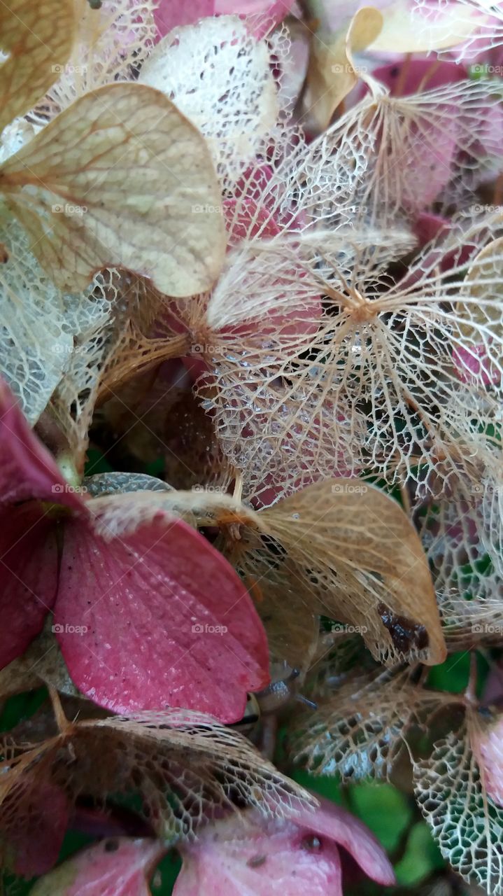 flowers in fall