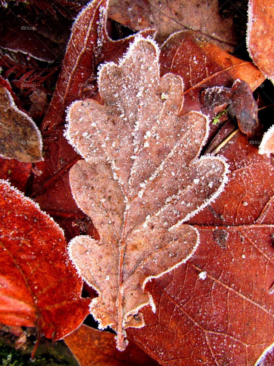 Close-up of frozen leaf