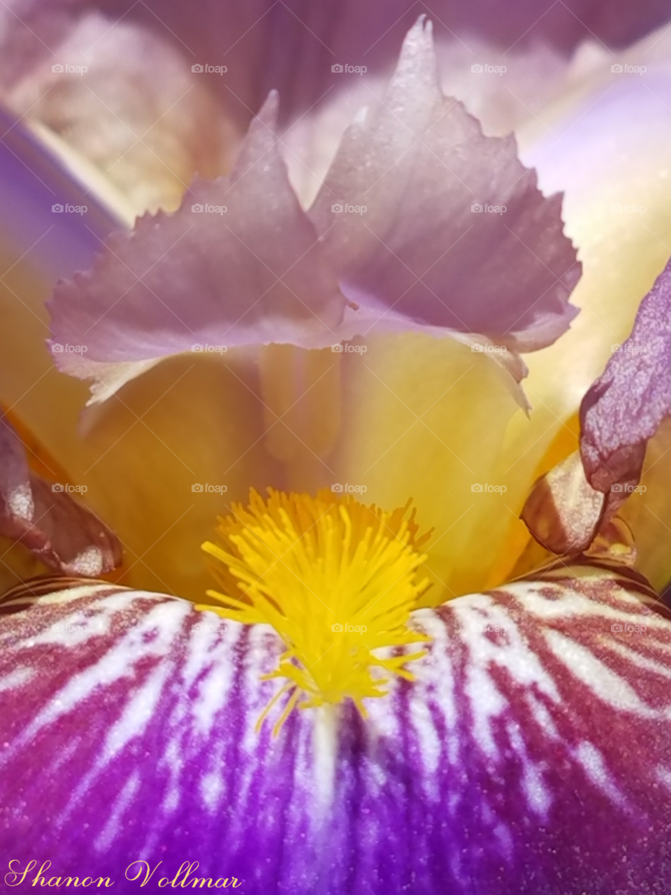 iris bloom in june