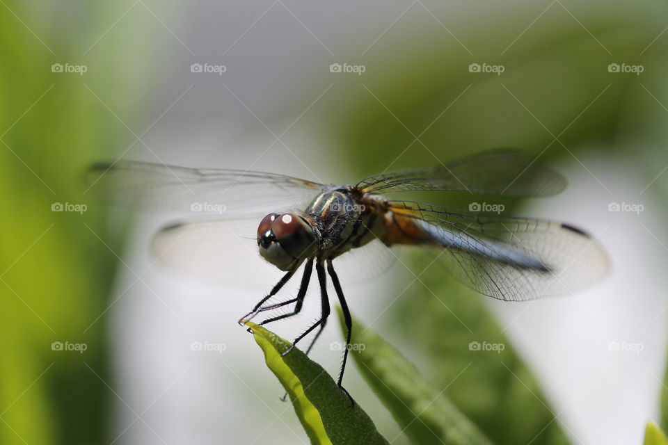 blue dasher dragonfly