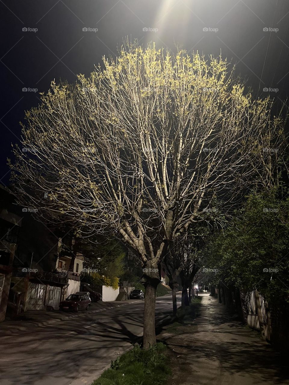 Tree-Night 
