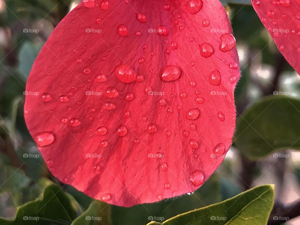 Beautiful red flower 