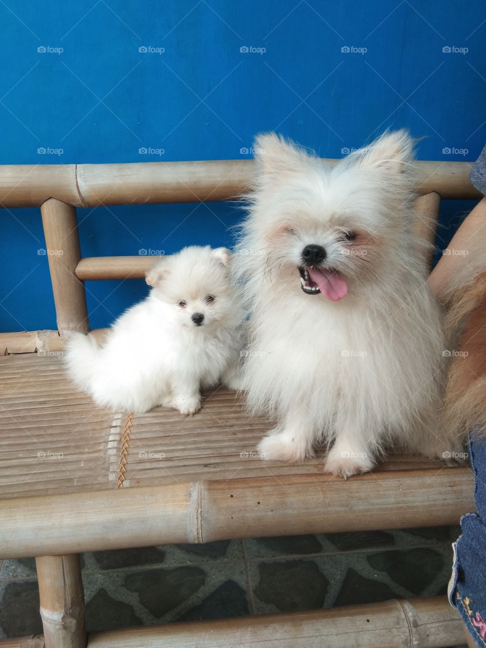 cute white mini dog with her child