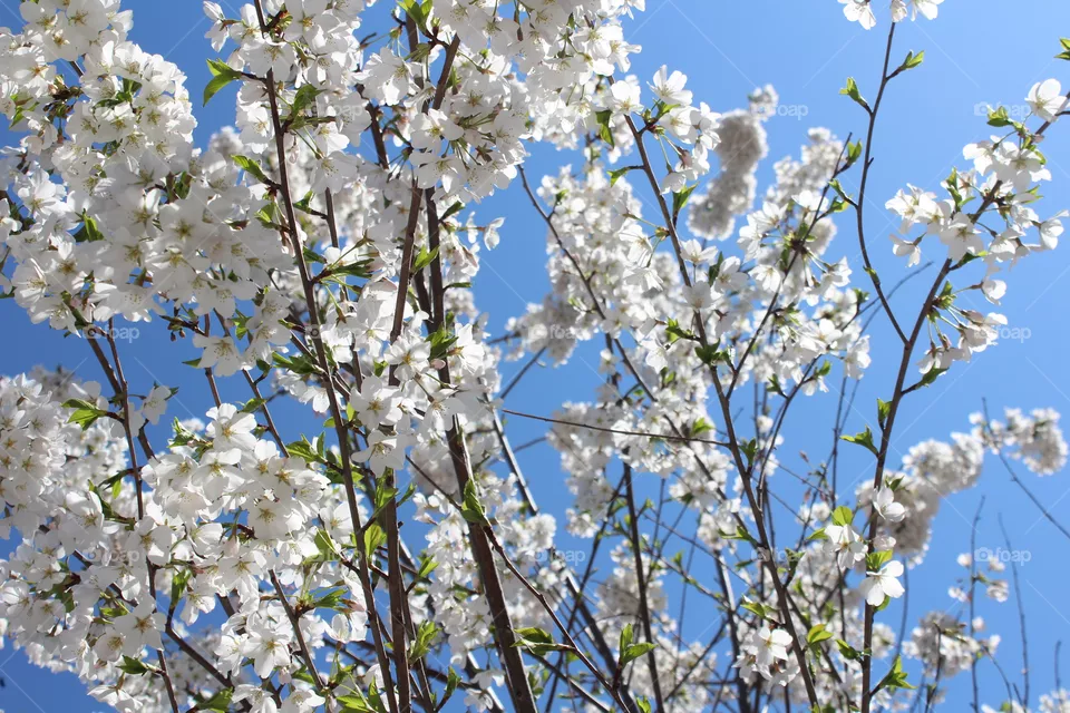Stems of white cherry blossoms in spring against bright blue sky 