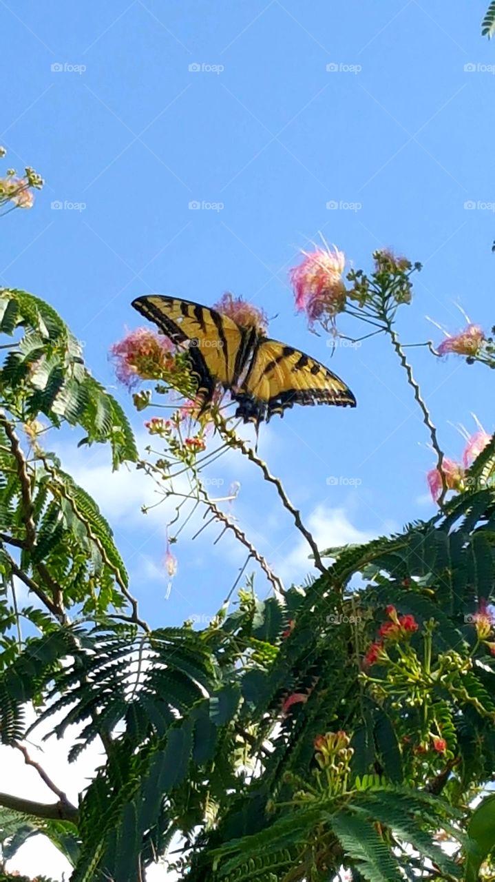 Butterfly Sky