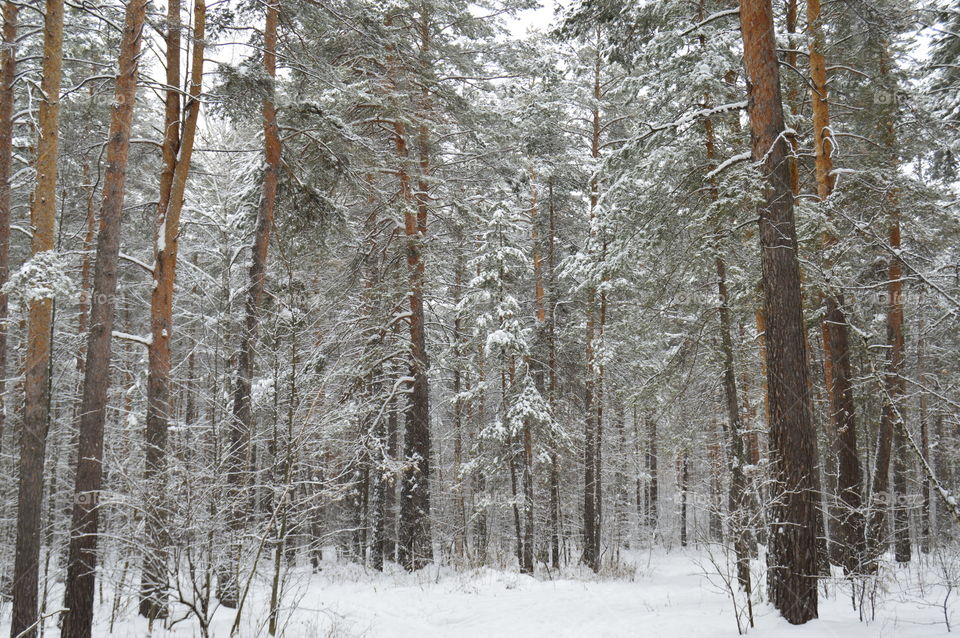 winter forest