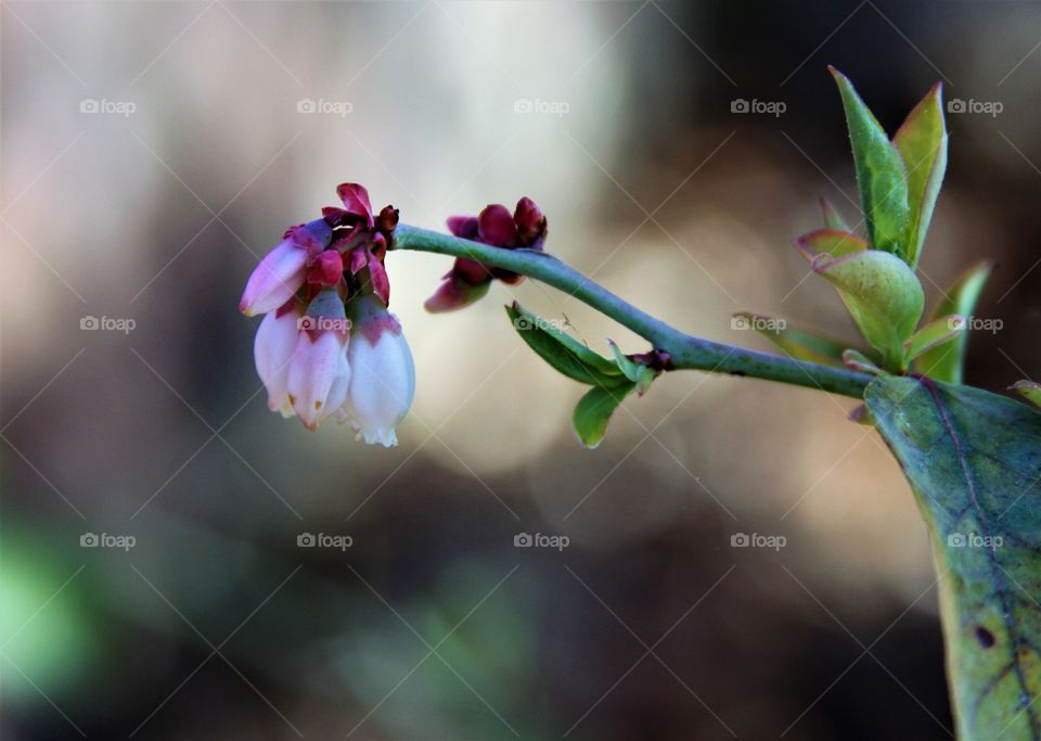 spring with buds and flowers.