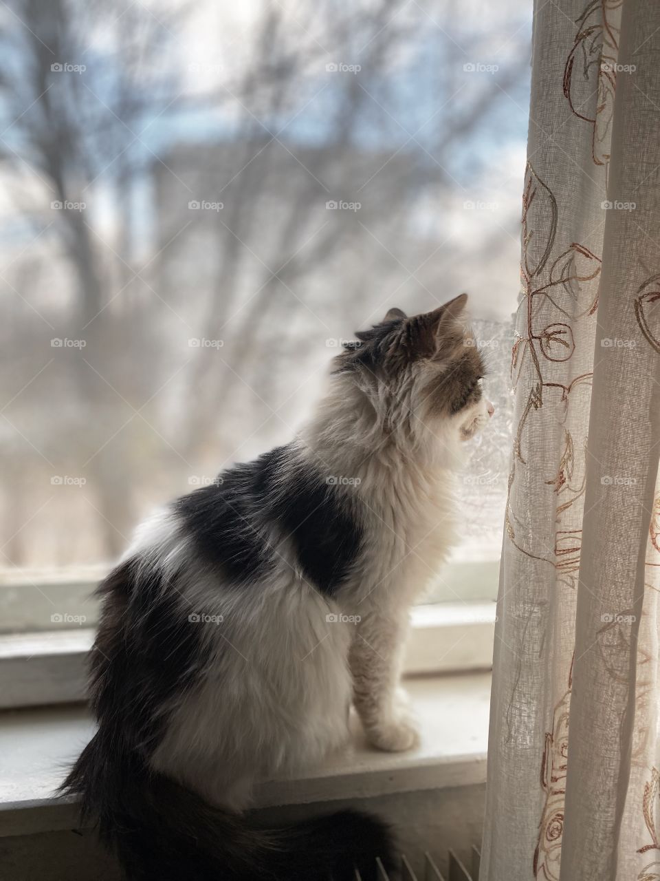 Indoor cat portrait