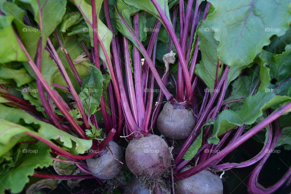 Fresh Beets