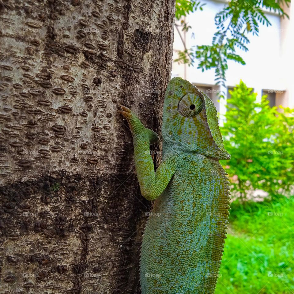 Chameleon hanging onto a tree