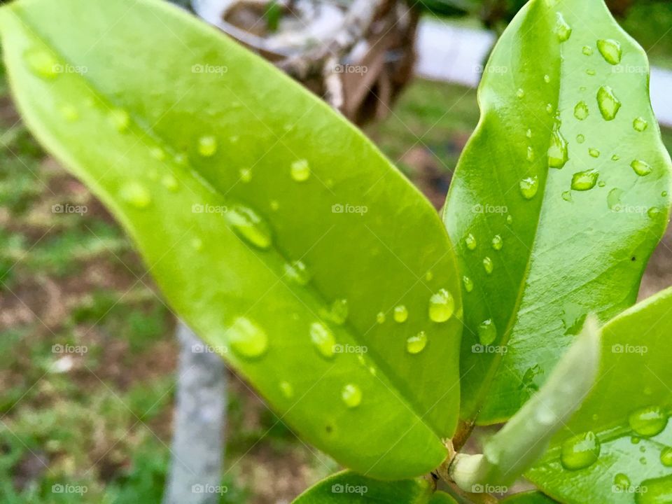 Wet leafs 
