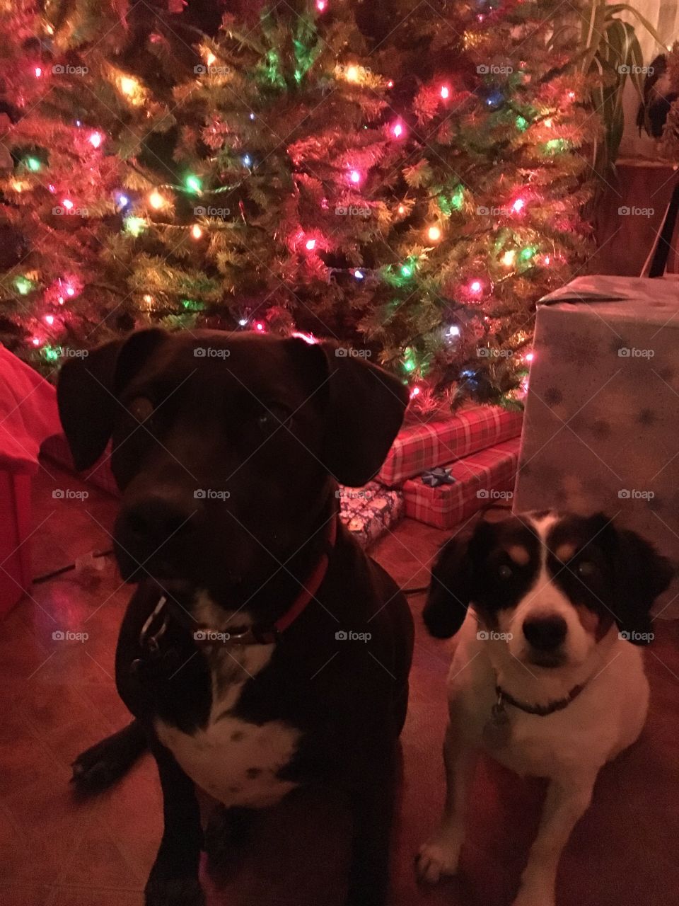 two (2) dogs (kayla and bandit) in front of christmas tree with presents