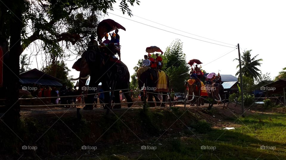 Tradition ordination Surin Elephant