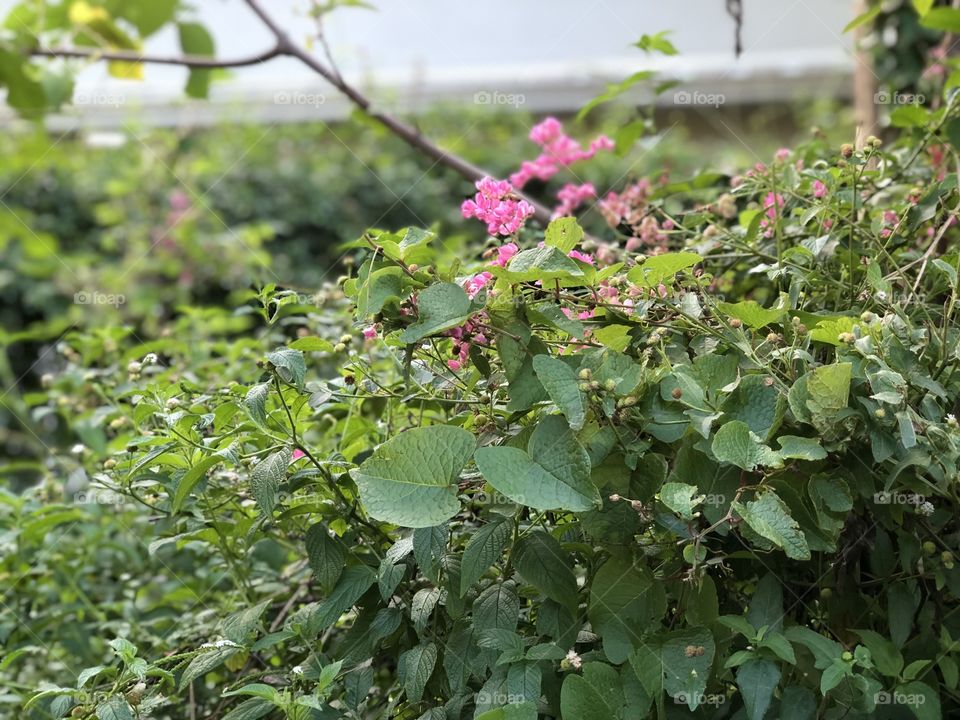 Wild flowers by the roadside