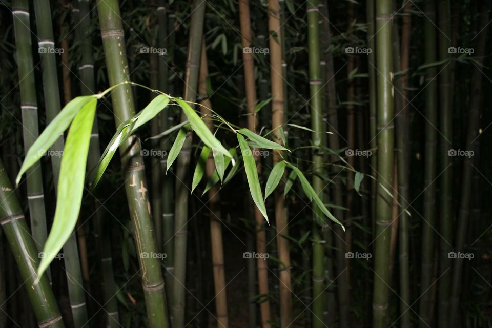 close up of bamboo flash