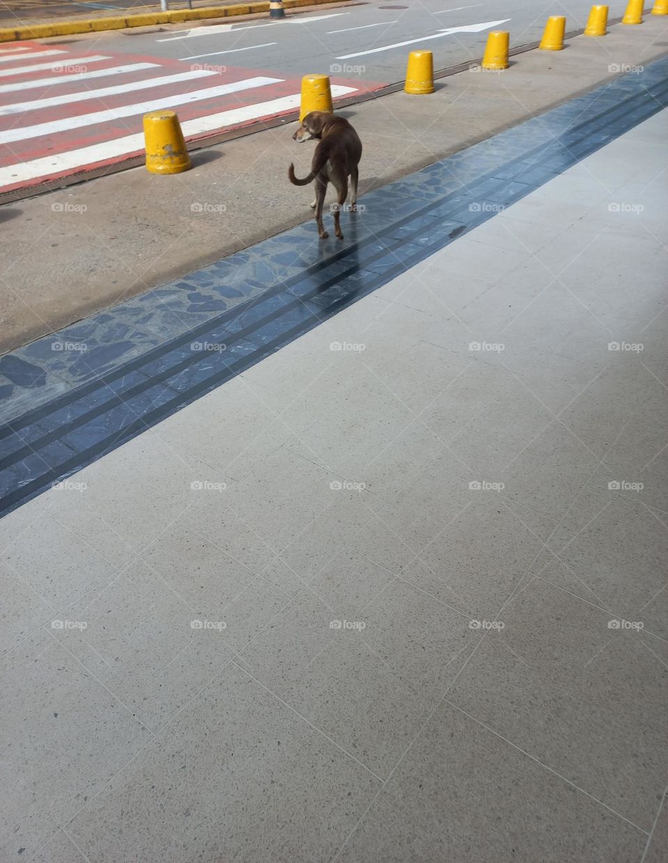 O cãozinho admirando  as cores  da faixa de pedestres.  Devido a formação  ocular. os pets conseguem enxergar, principalmente  os tons azulados, amarelos e os acinzentados