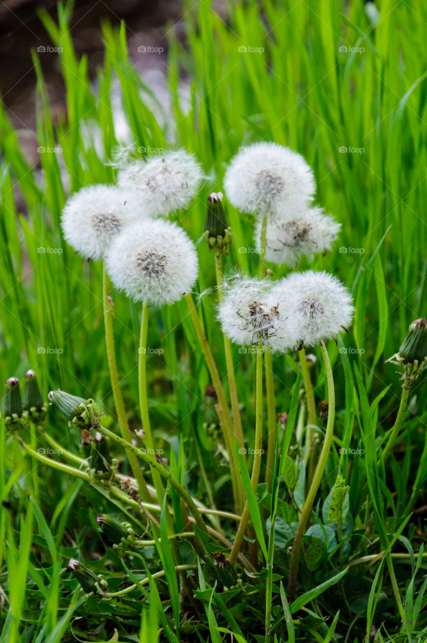 Dandelions