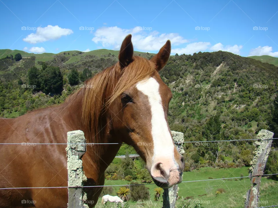 horse