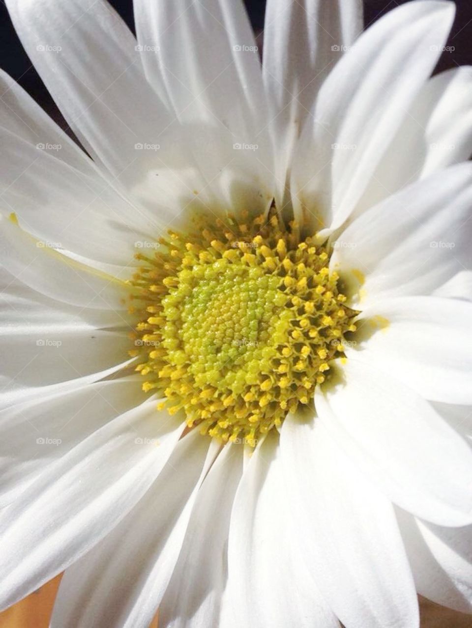 Capturing some Spring