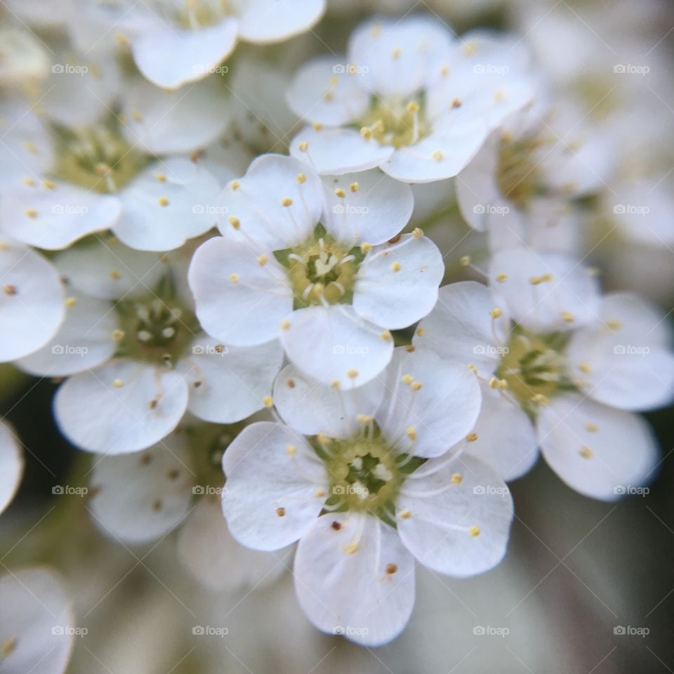 Tiny white flowers