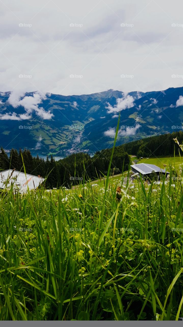 Green grass and the mountain view in the summery Alps 