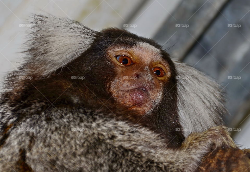 Marmoset monkey