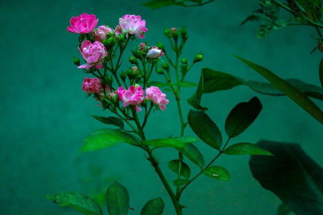 the bush of the  roses on the green lawn background after rain in the rural garden