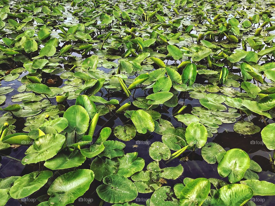 Waterlilies about to bloom