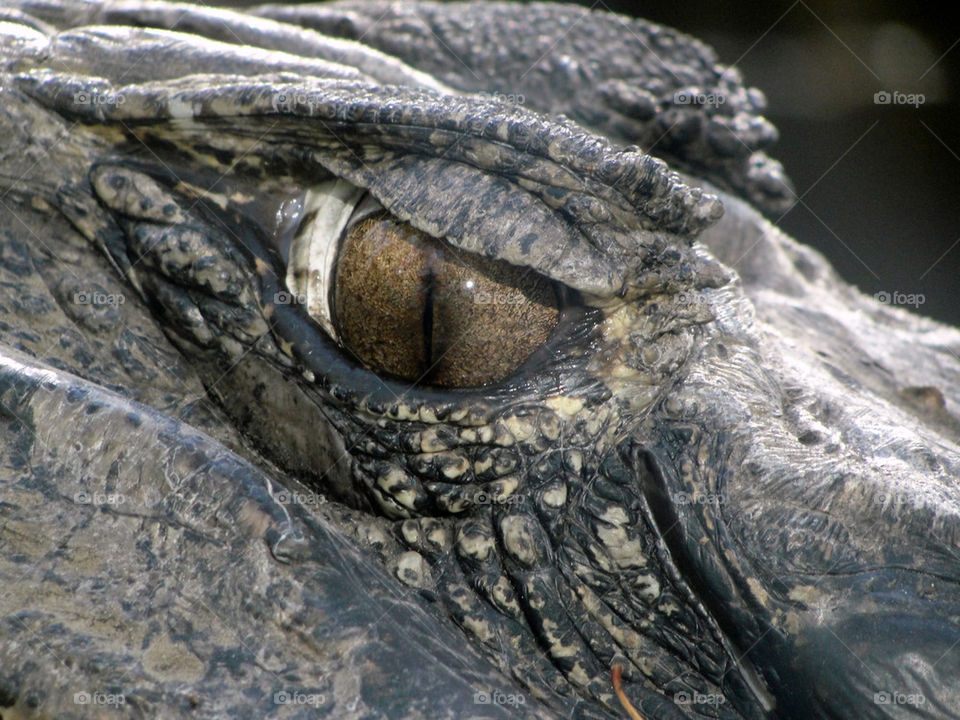 Gator eye